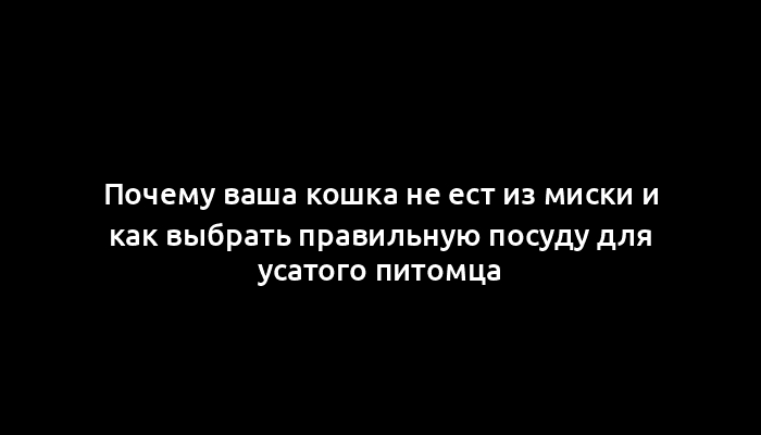 Почему ваша кошка не ест из миски и как выбрать правильную посуду для усатого питомца